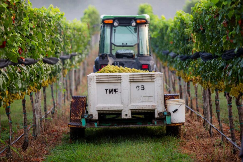 Tractor at Williamsburg Winery hauling grapes